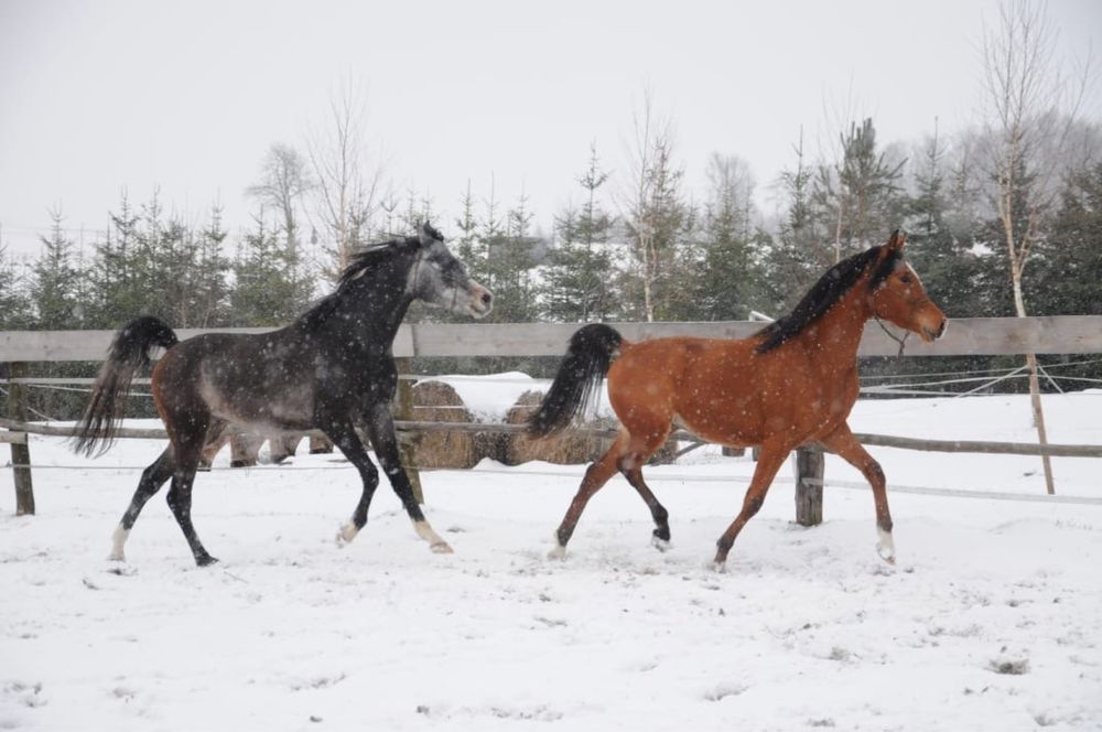 Wałach arabski po RFI UNIQUE