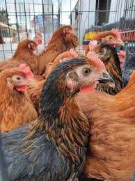 Kury nioski kokoszki prosto od Hodowcy.Rosa Messa Leghorn z jajkiem..