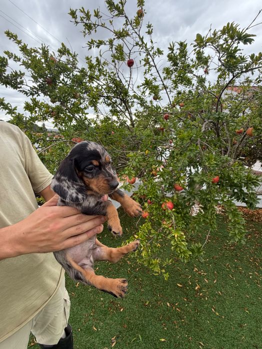 Teckel miniatura black merle.