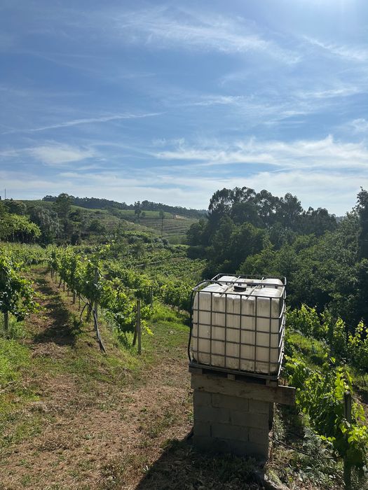 Vinha com rega automática