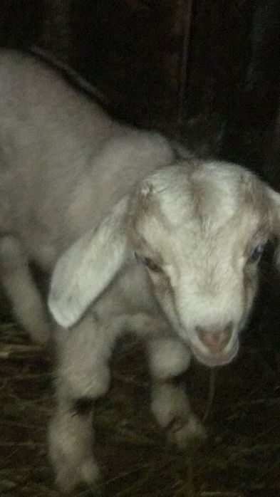 Продам козлички ціна за двох 3000 одній 4 місяці а одній неділя