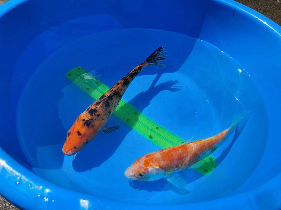 Продам малька кої, комети та інші види декоративних риб