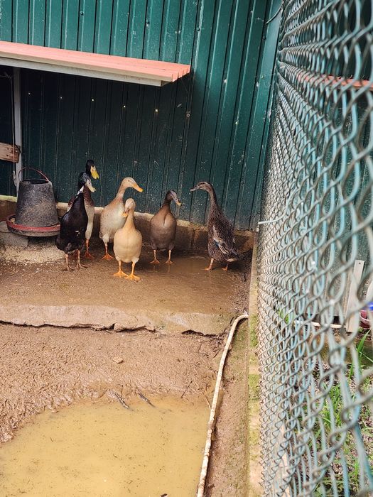 Codernizes, ovos e patos