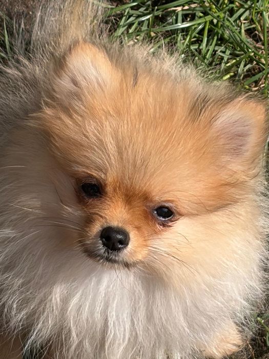 Suczka Szpic miniaturowy Pomeranian FCI