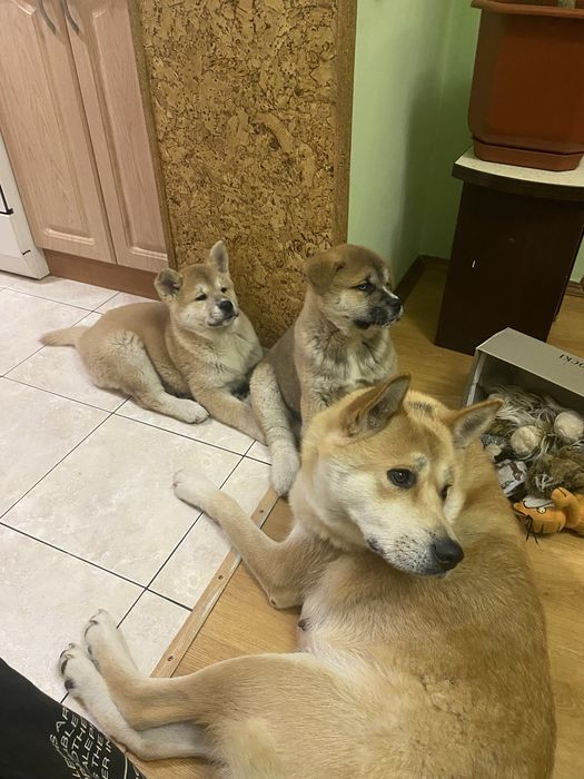 Продаються щенята Акіта-іну