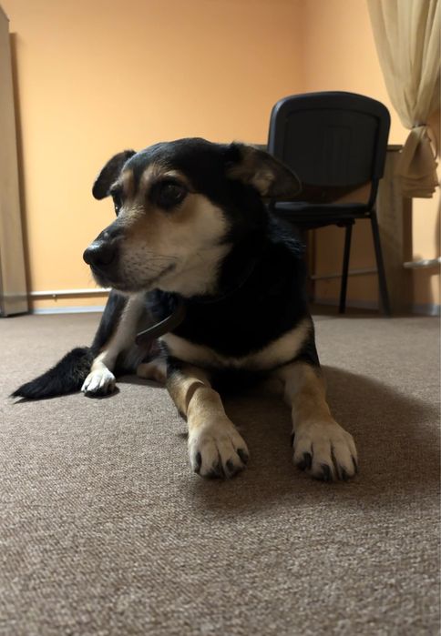 Собака в добрі руки!