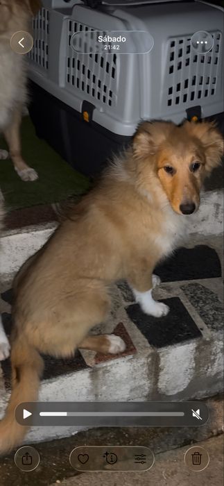 Rough Collie / Lassie