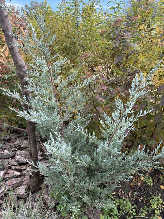 Туя, ялівець, верба, хоста, спірея, барбарис, сумах, овсянниця