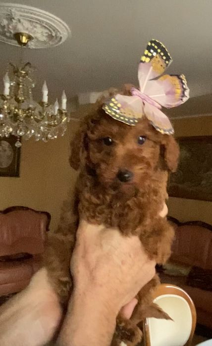 Дівчинка той пудель