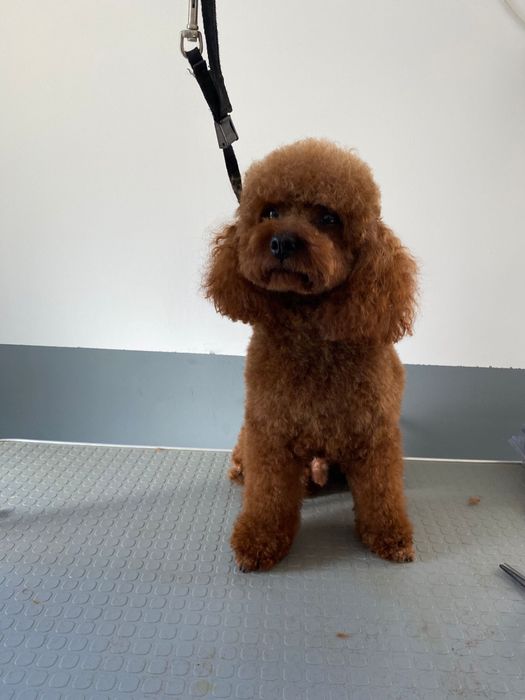 Suczka maltipoo f1 pudel red&maltańczyk pochodzenie fci