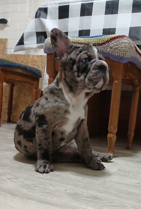 Элитная красуня  в семью