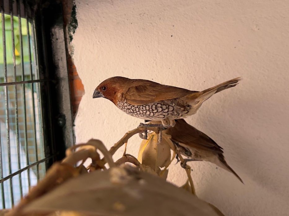 Lonchura punctulata (Criador Legal ICNF)