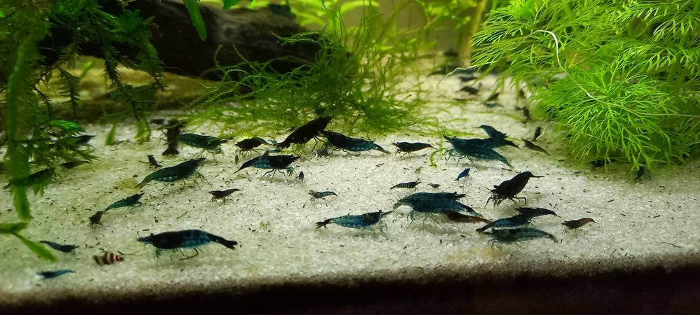 Krewetki blue velvet