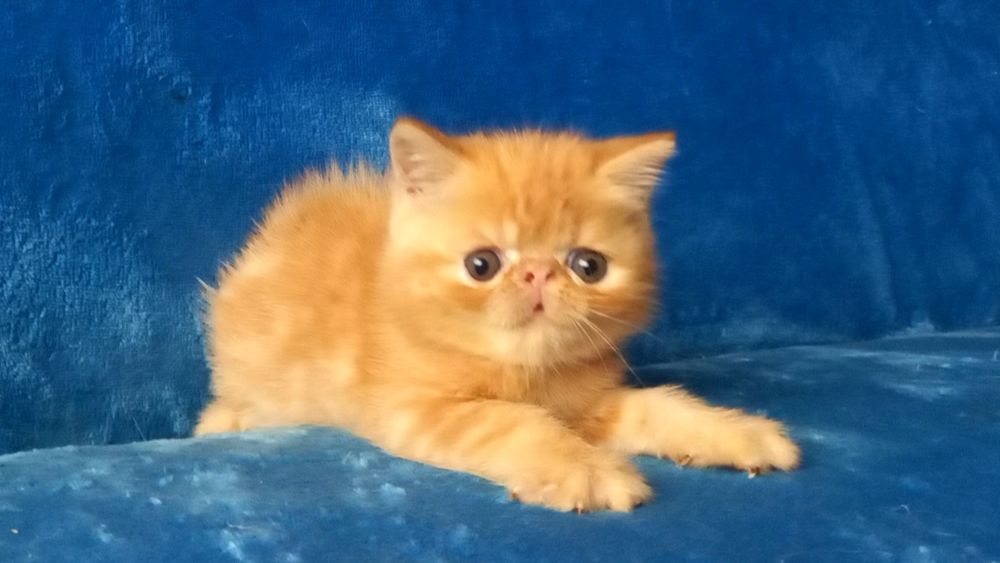 Яркий экзотический