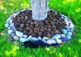 Сосновые шишки для декора/ мульча