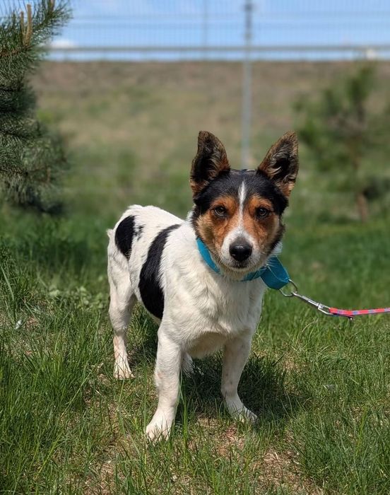 Spokojny i czuły Pułkownik szuka domu! ADOPTUJ