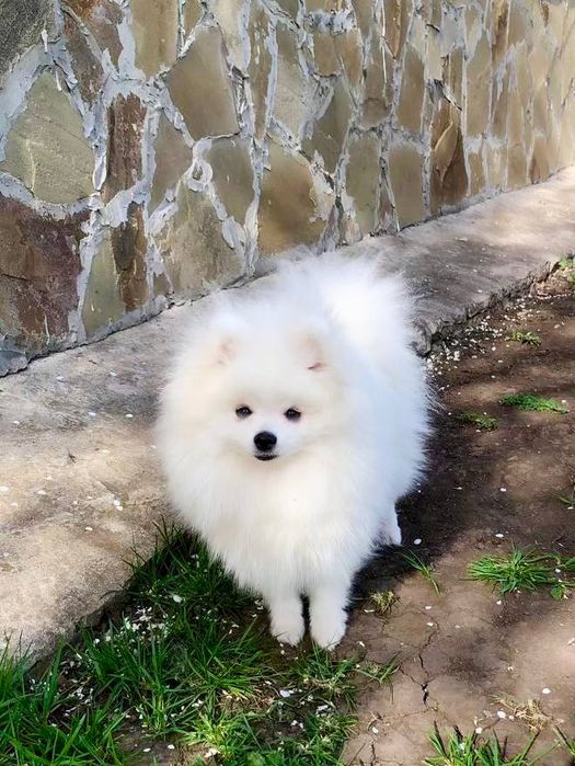 Померанский шпиц вязка