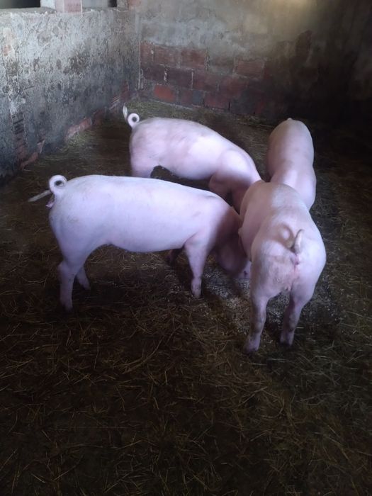 Porcos Pietran 55kg cada