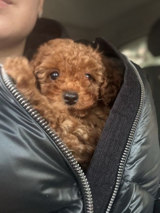 Перевезення тварин по Україні і Європі котів собак перевозка животных