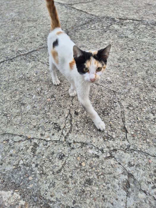 Gatinha bebé para adoção