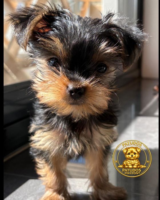 Yorkshire Terrier mini