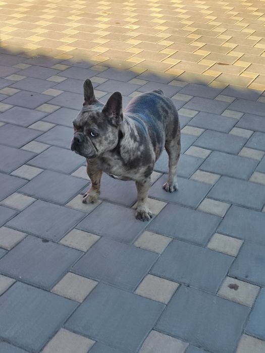 Дівчинка чорна мерлле.