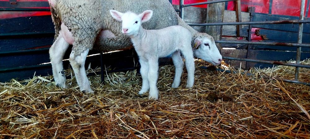 Ovinos Ile de France