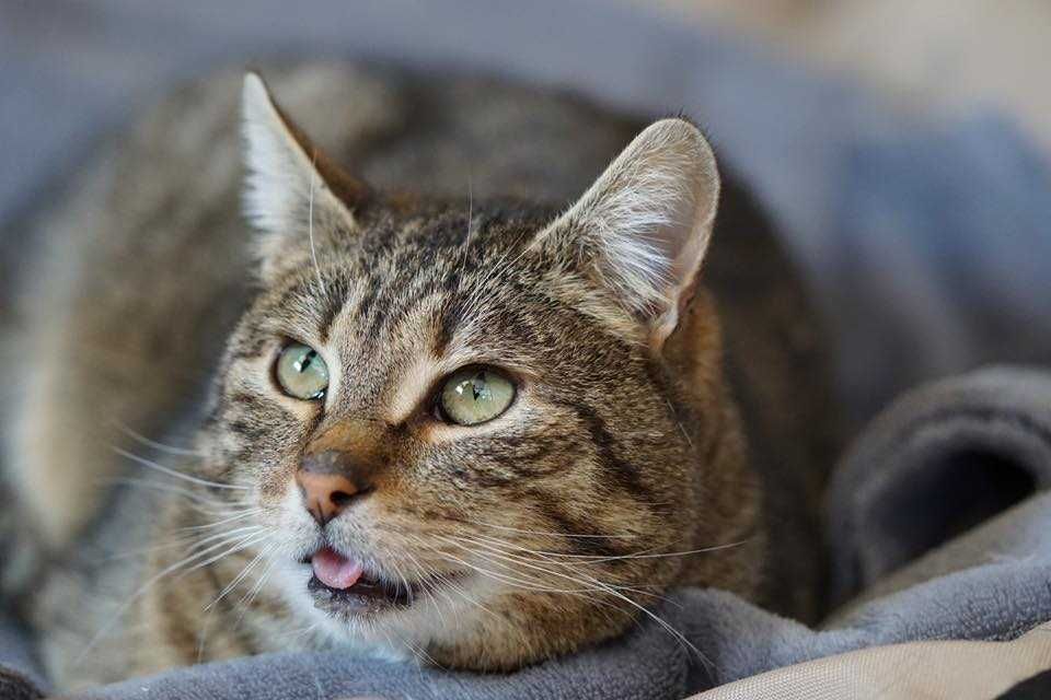 Brit – cichy obserwator i wierny towarzysz