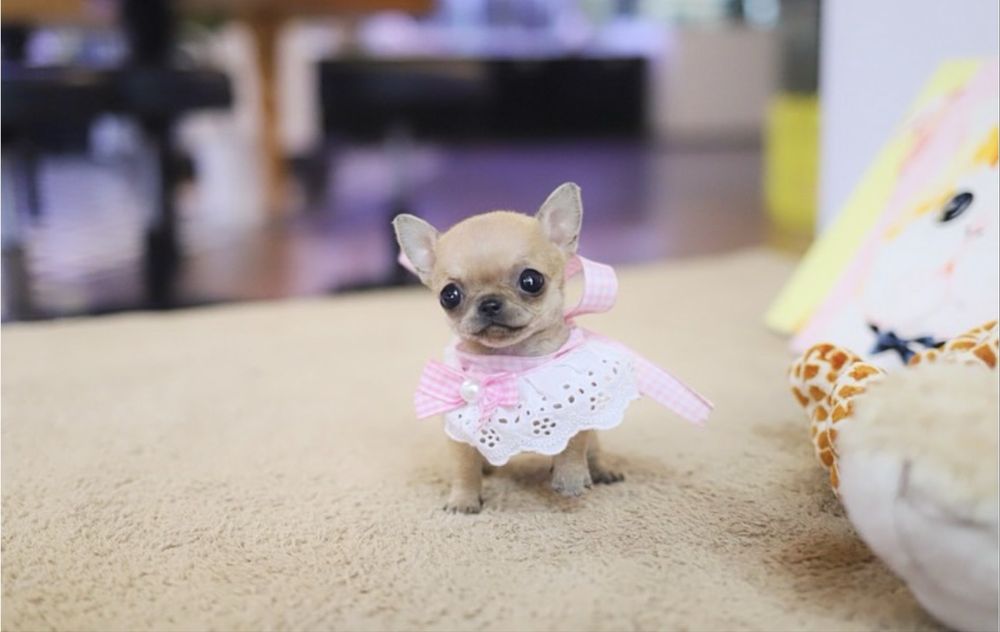 Чихуахуа МИКРО teacup разные окрасы