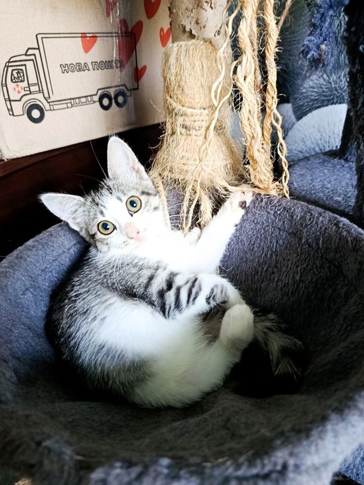 Кошенята в люблячу сім'ю!