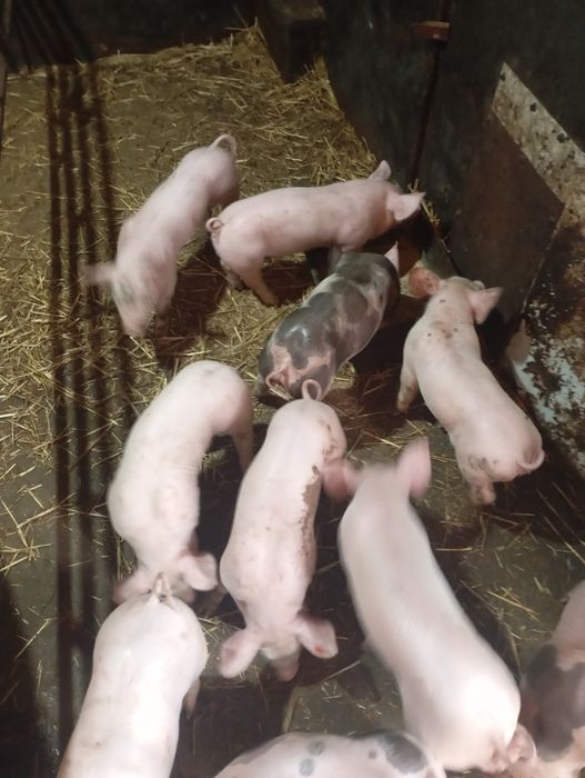 Продам поросят Кропівницкий