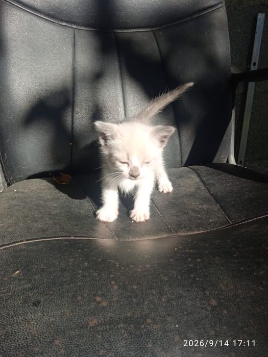 Ofereço Gatinhos bebés