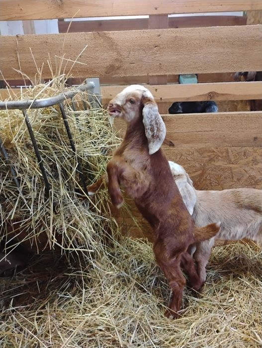 Piękna kózka anglonubijska