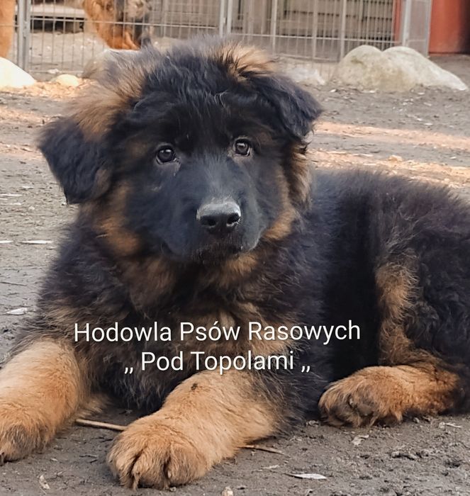 POTĘŻNY/Owczarek niemiecki długowłosy