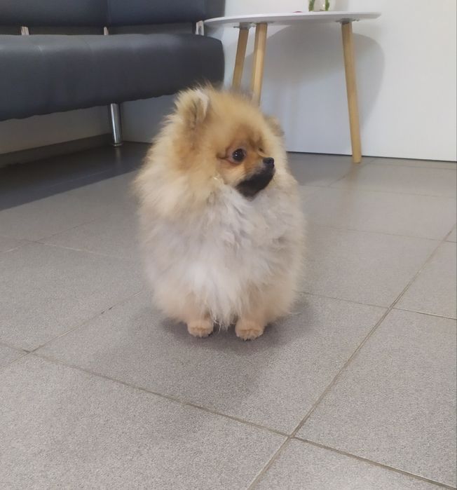 Померанский шпиц