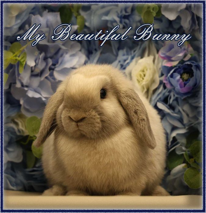 Młody Królik Mini Lop - Sallander