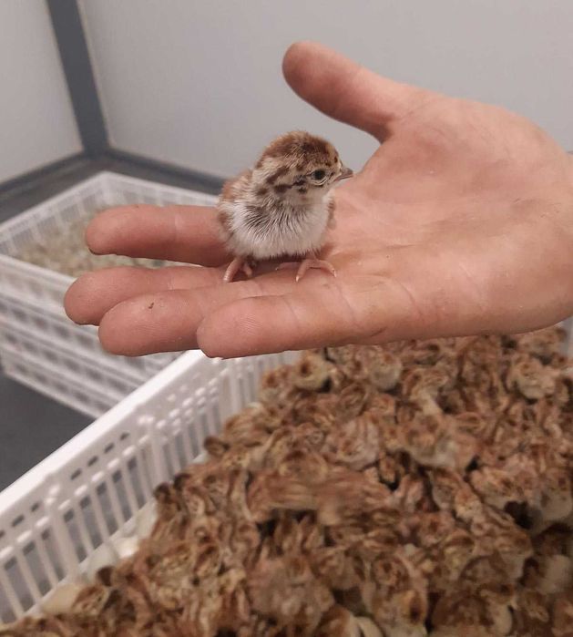 Kuropatwa szara, jaja lęgowe dostępne od marca