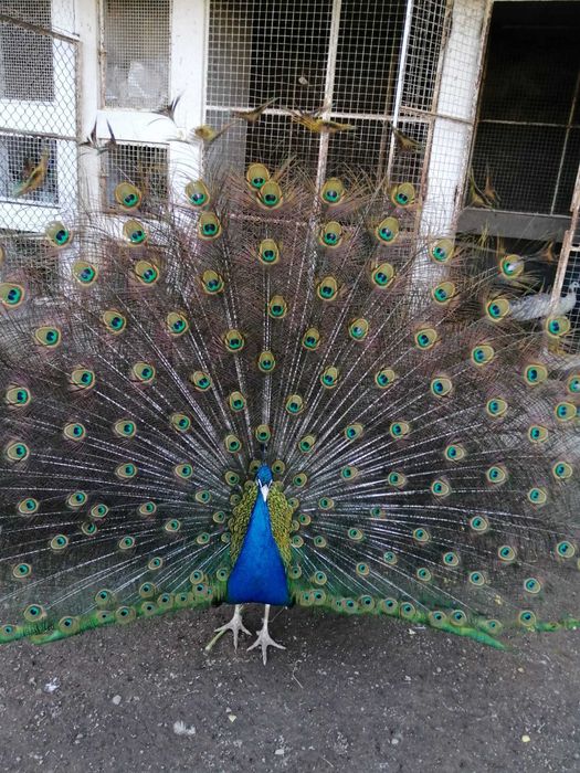Pavão de Penas Lindas