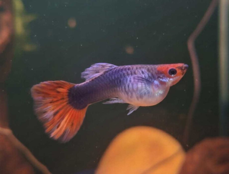 Ancistrus super red SF/LF,Guppys, neocaridinas