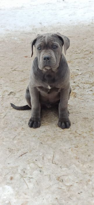 Кане- корсо хлопчик 3 міс.