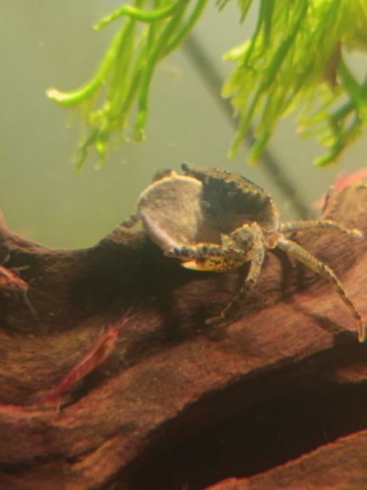 Krab mekhong sprzedam