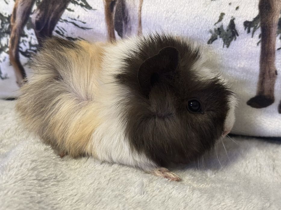 Śliczna Samiczka Świnka Morska Kawia Domowa Rozetka