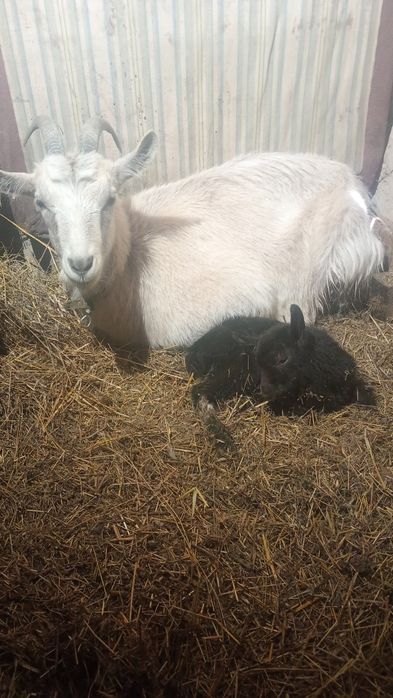 Продам козочку первістку з козликом, с. Черняхів, 1000 грн.