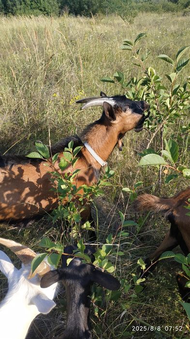 100%Альпийский козлик