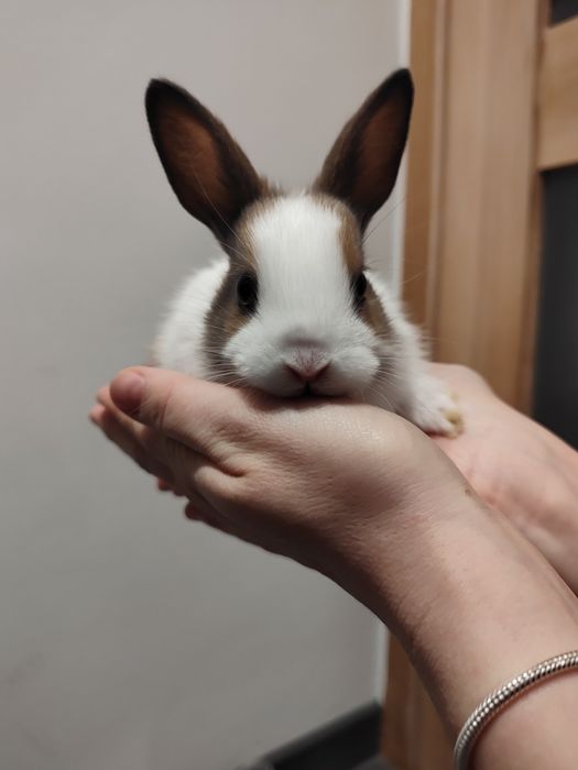 Króliczki miniaturki