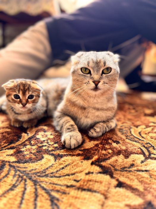 Кошенята висловухі, дівчатка