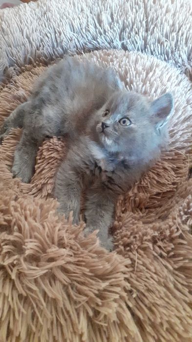 Віддамо кошенят в добрі руки