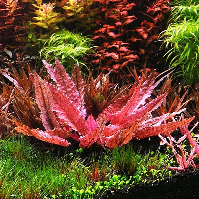 Cryptocoryne Sp. Flamingo  (koszyk) RARYTAS