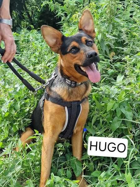 HUGO 2,5 roku owczarek 27 kg