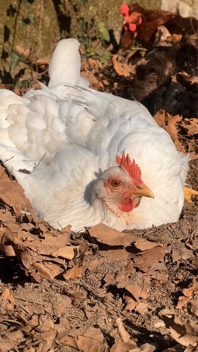 Ovos de galinha caseira